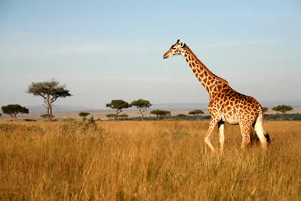 As savanas são refúgio de uma grande variedade de mamíferos, entre eles, a girafa