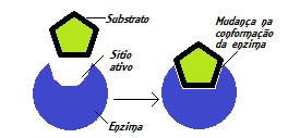 Segundo o modelo do encaixe induzido, o substrato induz mudanças na enzima